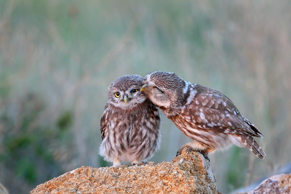 two small owls cuddling on a rock